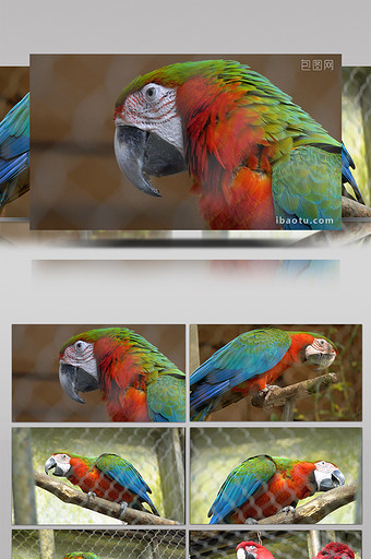 美洲红绿鹦鹉实拍视频图片