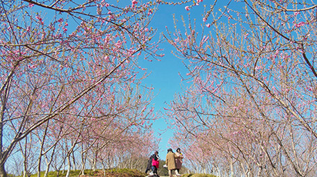 4K实拍春天蓝天下盛开的桃花视频素材