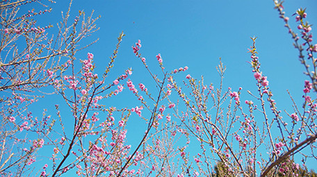 4K实拍春天蓝天下盛开的桃花视频素材