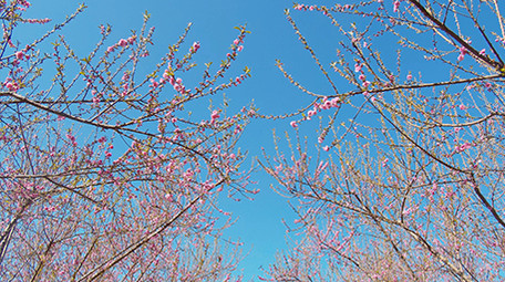 4K实拍春天蓝天下盛开的桃花视频素材