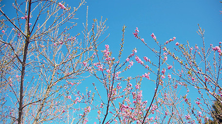 4K实拍春天蓝天下盛开的桃花视频素材