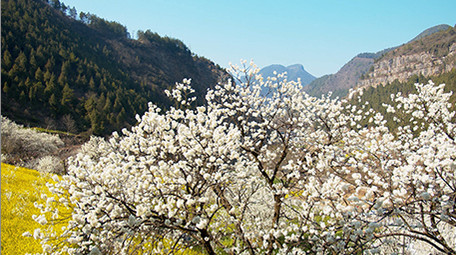 4K实拍春天田野的油菜花樱花视频素材