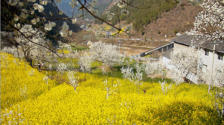 4K实拍春天田野的油菜花樱花视频素材
