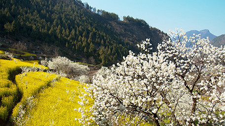 4K实拍春天田野的油菜花樱花视频素材