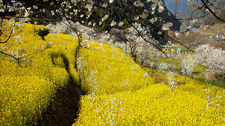 4K实拍春天田野的油菜花樱花视频素材
