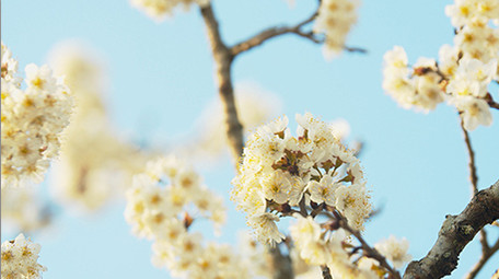 4K实拍春天唯美蓝天下的樱花采蜜的蜜蜂