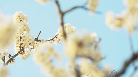 4K实拍春天唯美蓝天下的樱花采蜜的蜜蜂