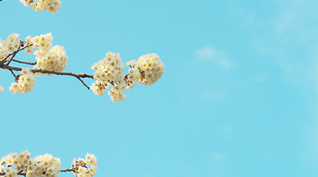 4K实拍春天唯美蓝天下的樱花采蜜的蜜蜂