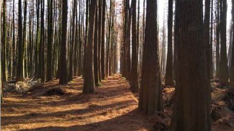 4K唯美低机位航拍阳光森林