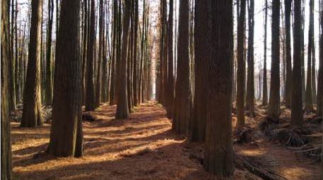 4K唯美低机位航拍阳光森林