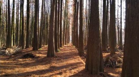 4K唯美低机位航拍阳光森林