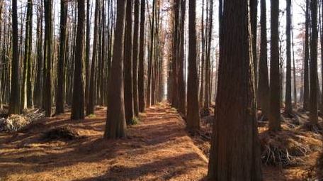 4K唯美低机位航拍阳光森林