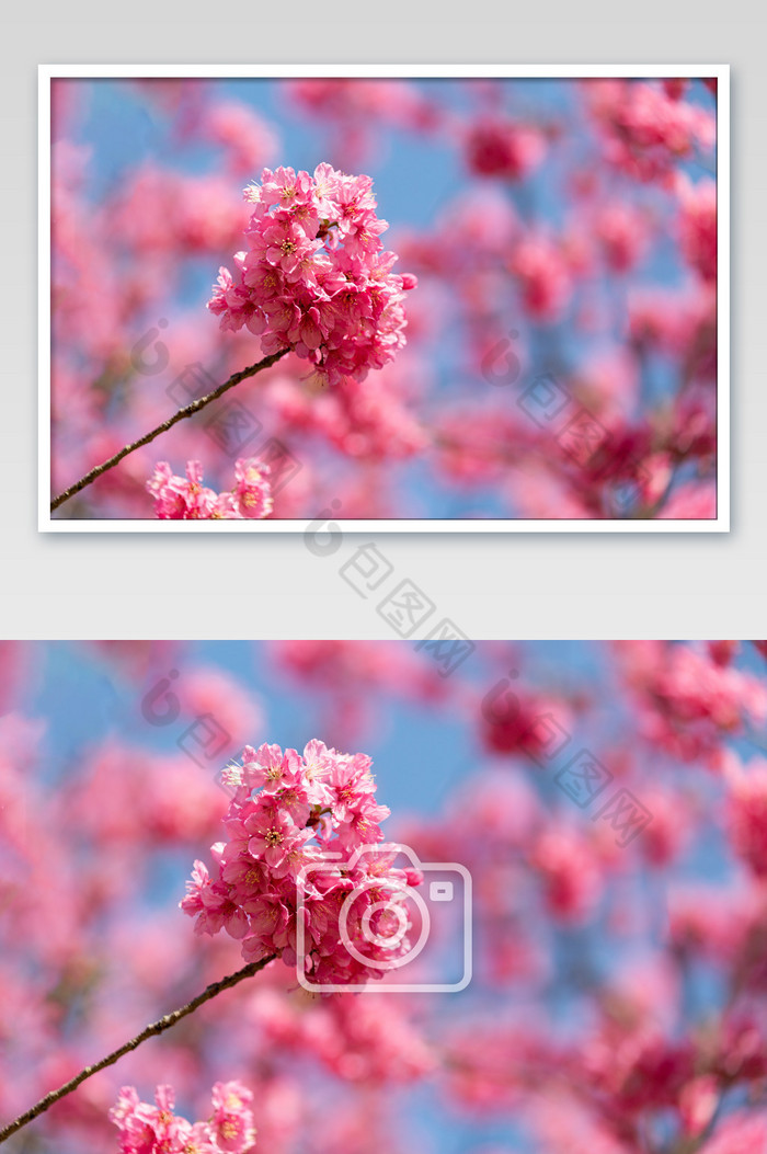 春天樱花盛开春分图片图片