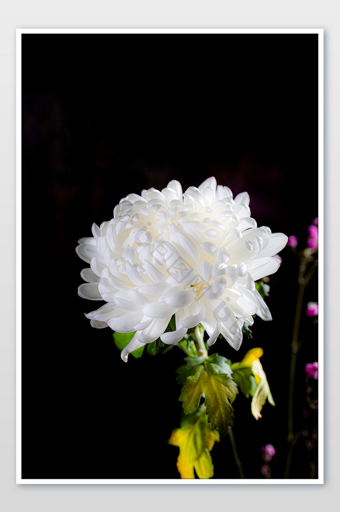 清明节祭祀亲人 白菊 追思花朵图片图片