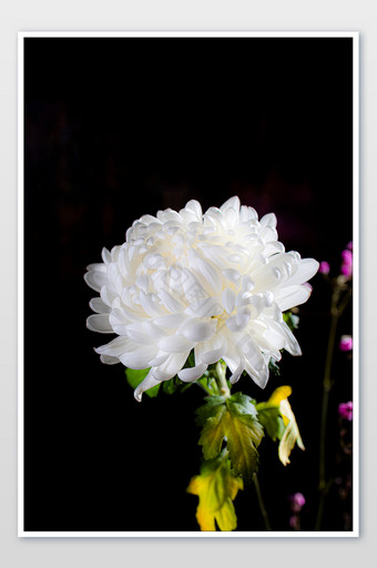 清明节祭祀亲人 白菊 追思花朵图片