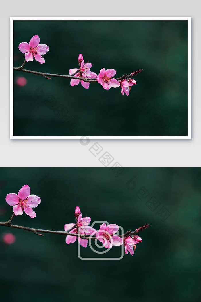 单枝樱花花朵特写图片图片
