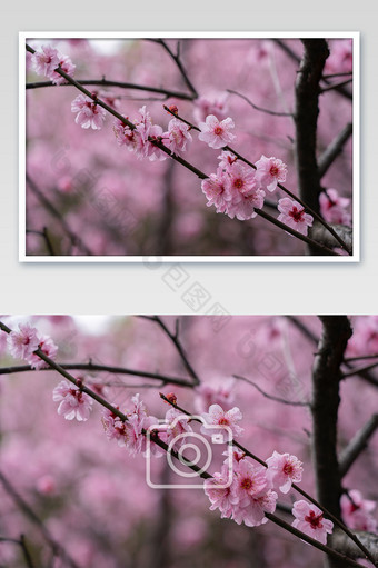 春天春季浪漫盛开的桃花的摄影图片