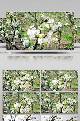 4K实拍春天唯美梨花视频素材图片