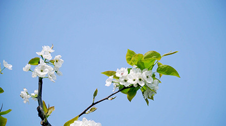 4K实拍春天唯美梨花上采蜜的蜜蜂