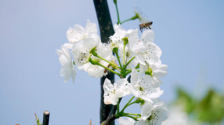 4K实拍春天唯美梨花上采蜜的蜜蜂
