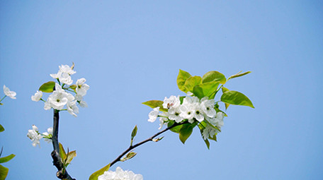 4K实拍春天唯美梨花上采蜜的蜜蜂