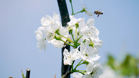 4K实拍春天唯美梨花上采蜜的蜜蜂
