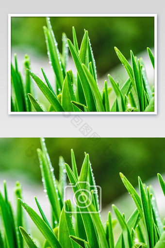 春季发芽的小草摄影图图片