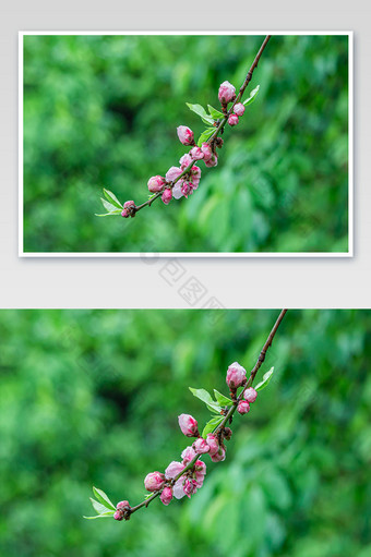 清新唯美的春季桃花摄影图图片