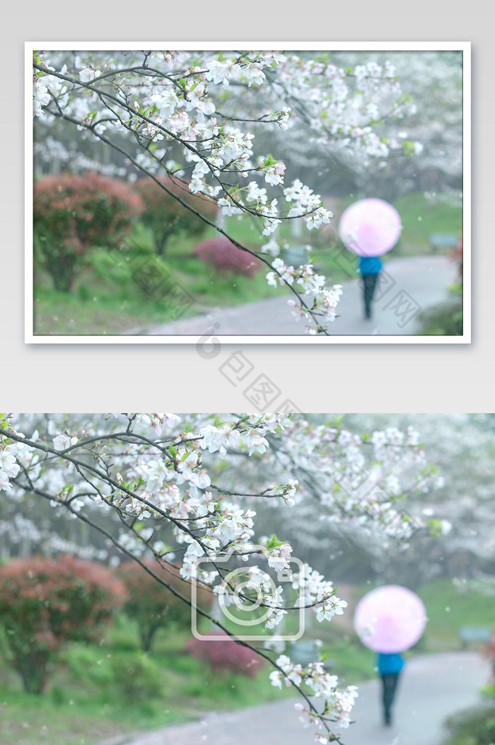 春天唯美樱花雨油伞图片图片