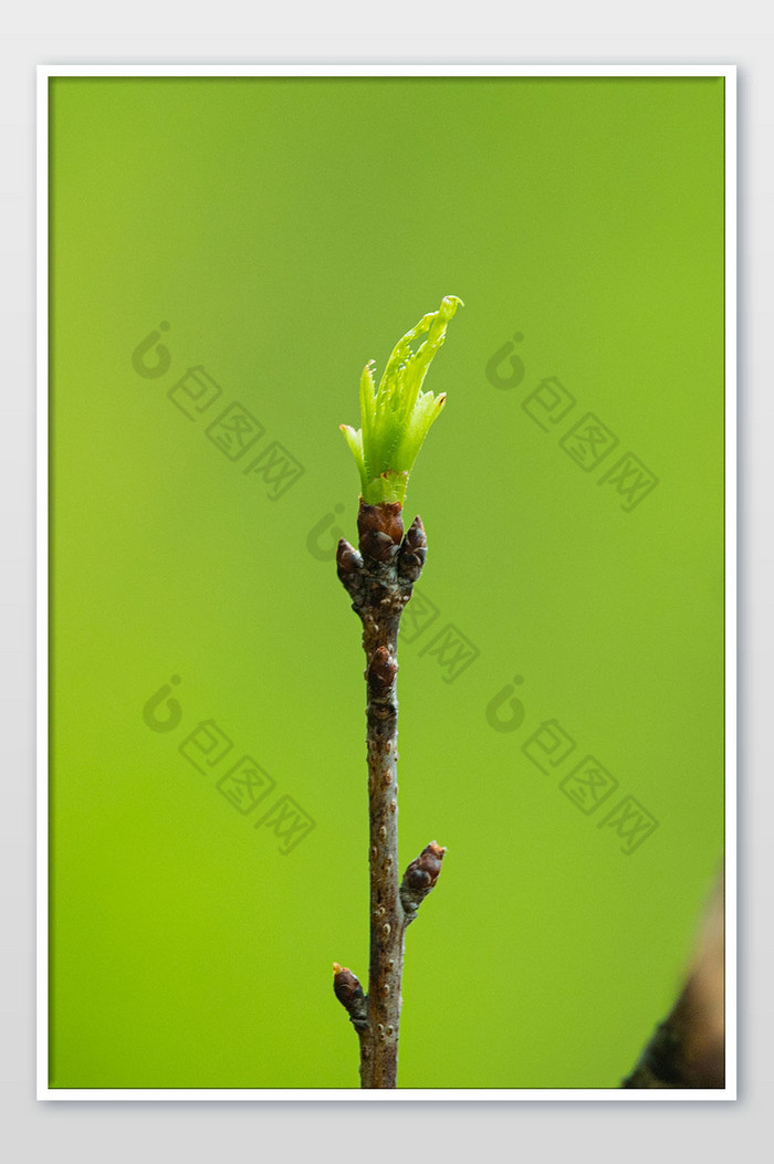 清新春天绿色的新芽摄影图片图片
