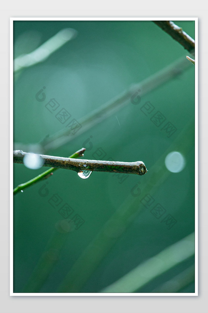 清新谷雨节气树枝上的露珠摄影图片图片