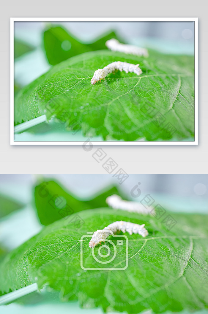 祭蚕 春蚕 祈蚕节 丝绸 春夏蚕宝宝图片图片