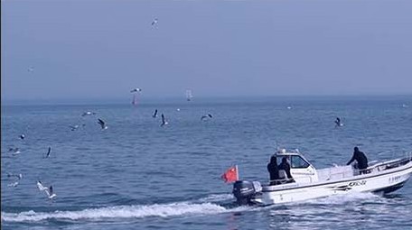 交通运输快艇游船觅食投喂投食海鸥鸟海大海