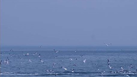 交通运输快艇游船觅食投喂投食海鸥鸟海大海