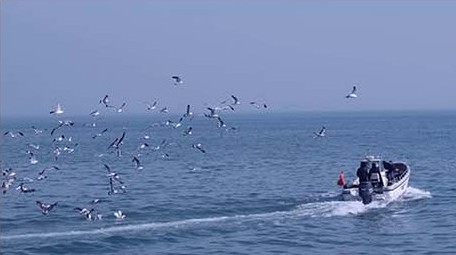交通运输快艇游船觅食投喂投食海鸥鸟海大海