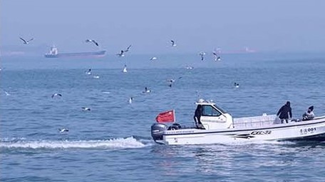 交通运输快艇游船觅食投喂投食海鸥鸟海大海