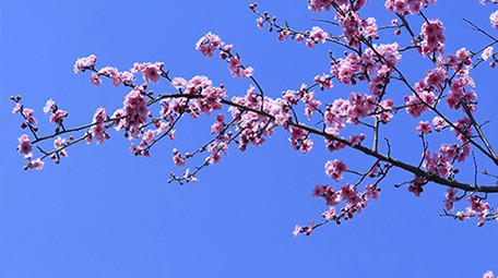 实拍春天的桃花开放
