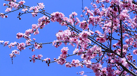 实拍春天的桃花开放