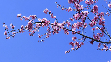 实拍春天的桃花开放