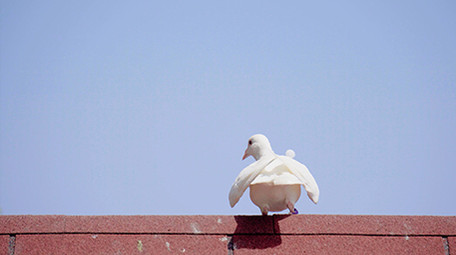 4K实拍洁白的鸽子视频素材