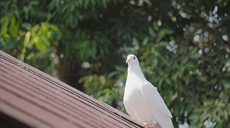 4K实拍洁白的鸽子视频素材