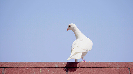4K实拍洁白的鸽子视频素材