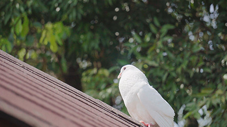 4K实拍洁白的鸽子视频素材