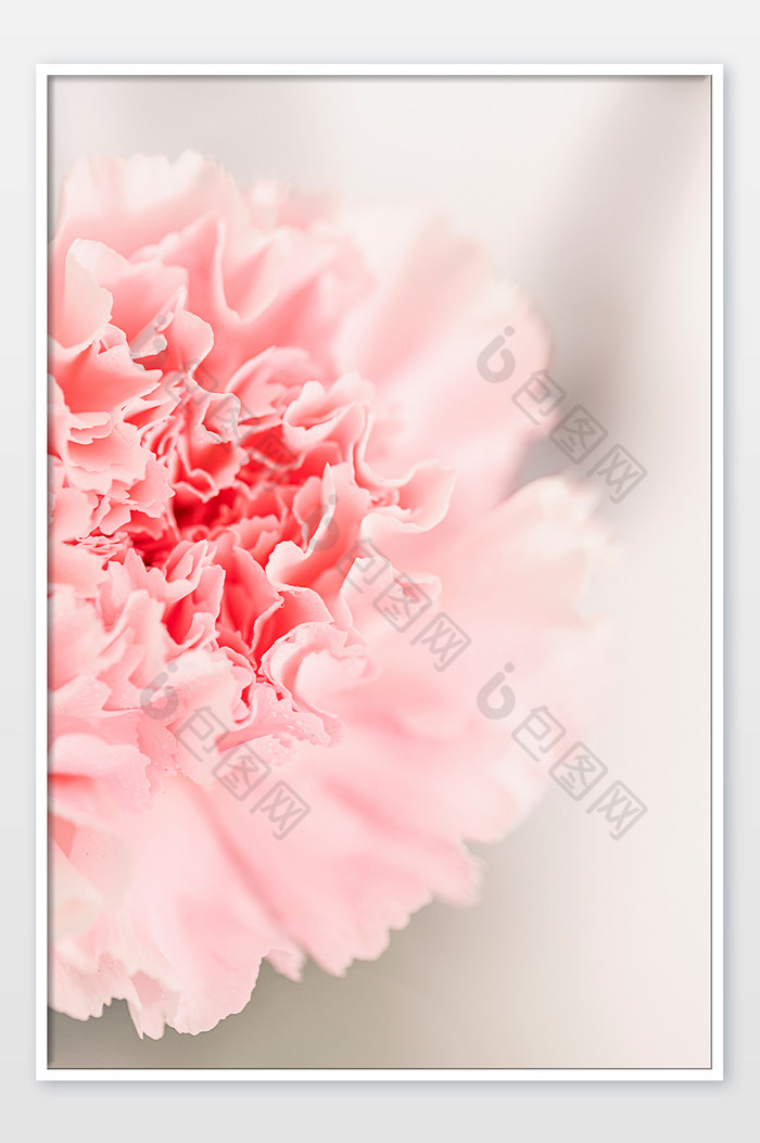 康乃馨粉色花朵特写摄影图图片图片