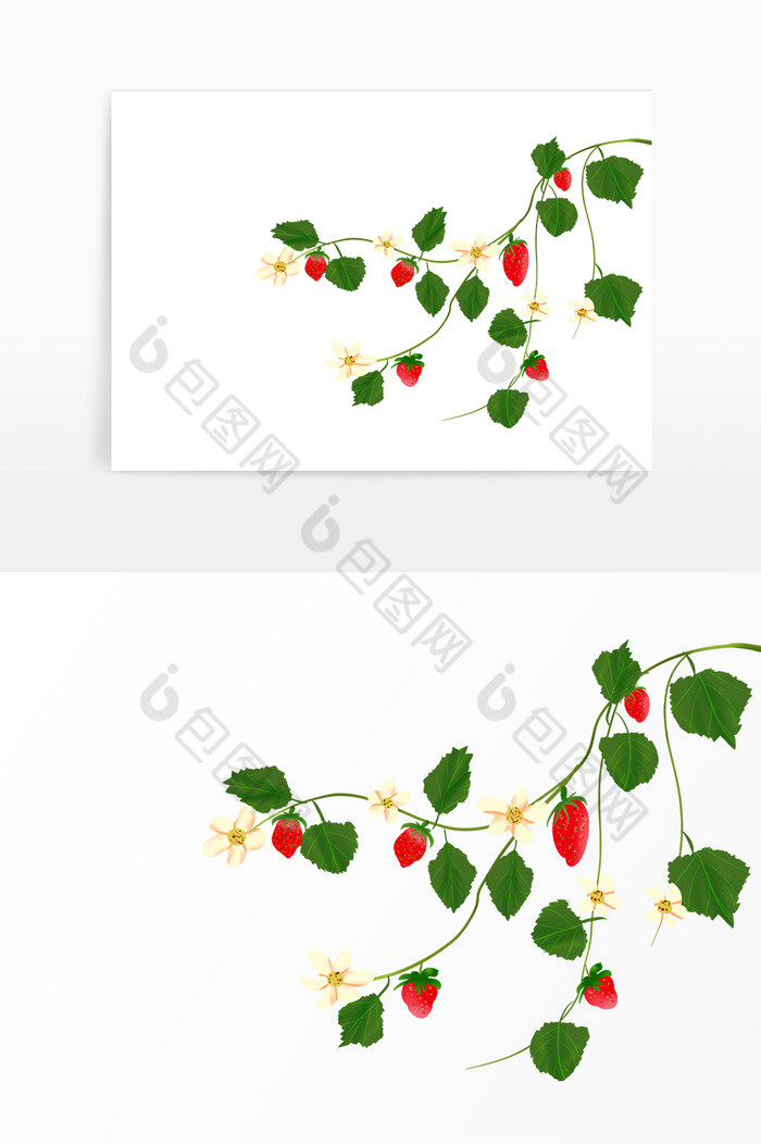 新鲜水果草莓枝藤图片图片