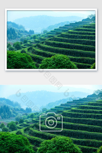 梯形茶山绿茶清明茶图片