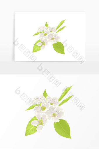春天花朵白花梨花绽放图片