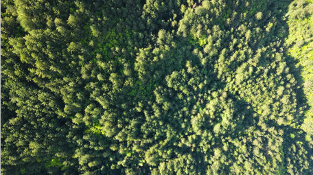 4K森林松树绿色生态大自然.