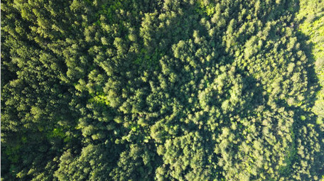 4K森林松树绿色生态大自然.