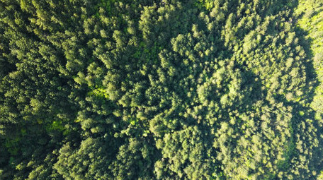 4K森林松树绿色生态大自然.